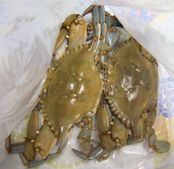 12_crabs_alive
